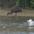 Ibis falcinelle dans l’Eure